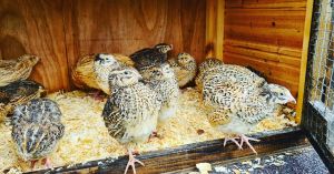 Healthy Pheasant Birds for Sale – Ready Now