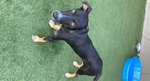 Tilly is searching for her forever home