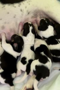 12 week old Walker/Coonhound Puppies for sale