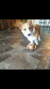 Adorable Pembroke Corgi