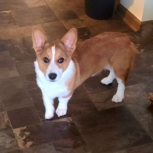 Pembroke Welsh Corgi for sale
