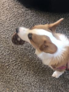 Female Welsh Corgi/ 1.5 yrs