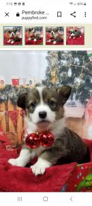 Pembroke Corgi