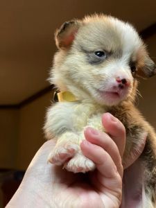 Corgi puppies ready soon