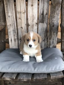 AKC registered female corgi