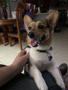 Pembroke Welsh Corgi