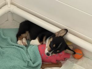 Pembroke Welsh Corgi Pups
