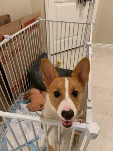 Corgi puppy for sale