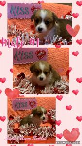 CKC Registered Corgis