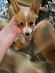 Corgi puppies