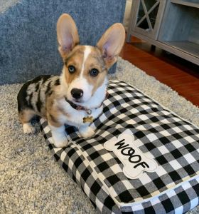 Quality, Health Tested Corgi puppy