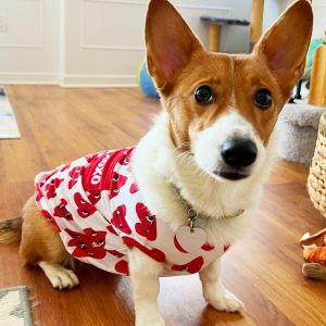 Health Tested Corgi Puppies