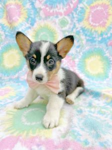 Corgis available now