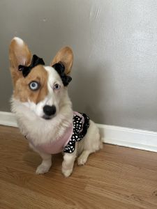 Female corgi