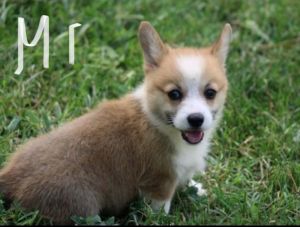 Pembroke welsh corgis