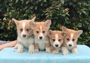 Gorgeous welsh corgi puppies now ready