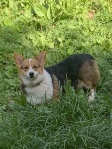 Purebred Corgi’s Expected