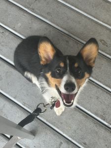 1 yr old corgi for sale (spayed and registered)