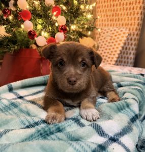 Mini Aussie Corgi puppy