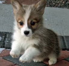 corgi puppy