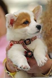 CUTE CORGI PUP