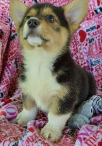 Healthy, Pembroke Welsh Corgi Puppies