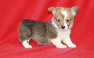Sweet Male and female Pembroke Welsh Corgi Puppies