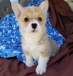 Excellent Temperament Pembroke Welsh Corgi Puppies