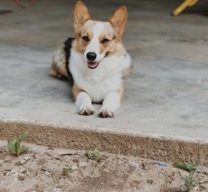 Corgi for sale