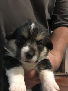 Corgi puppies