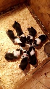 AKC Pembroke Welsh Corgis