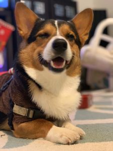 100% male Corgi