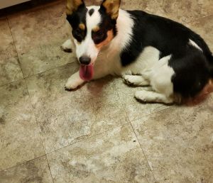 Male Corgi pup 9 mos. for sale