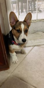 Corgi 4 months