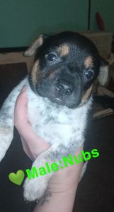 Corgi, Doberman, Shepard Mix