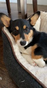 Pembroke Welsh Corgi for sale