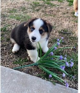 Corgi puppies ***