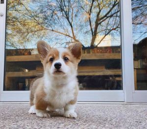 Corgi Puppies