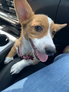 Leaving for college and I can’t take her with me she needs a good home