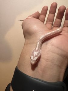 Albino snow corn snake