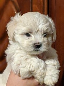 Coton De Tulear Puppies For Sale