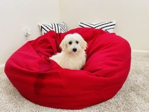The Cutest Rare Breed Coton De Tulear