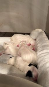 Coton De Tulear Puppies