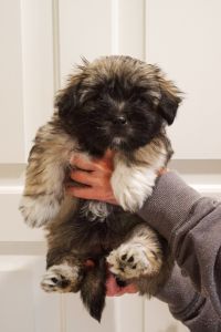 Cotón de Tulear Puppies