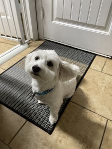 Pure bred Dog for sale