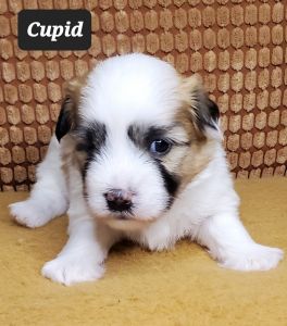 Coton de Tulear male puppy