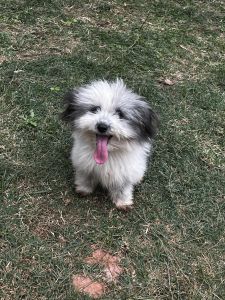 Dog/ puppies for sale