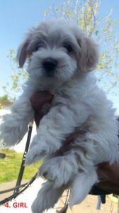Coton De Tulear X Maltese Puppies