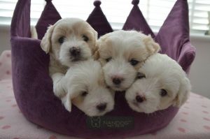 adorable Coton de tulear puppies❤️❤️Text or call (***) *** - ***8