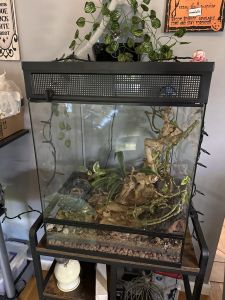 Adult female crested gecko